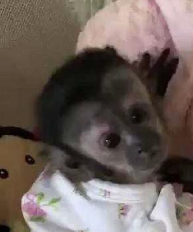 Sara as a baby monkey wrapped in a soft floral blanket